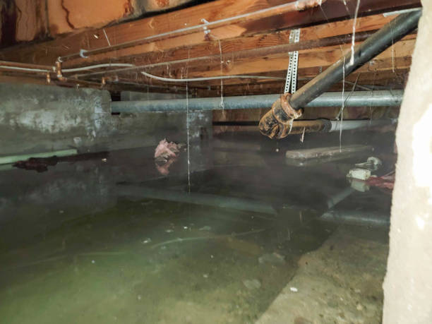 Best Ceiling water damage repair  in Detroit Beach, MI