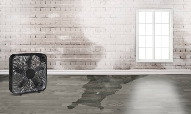 Best 24/7 water damage repair  in Detroit Beach, MI