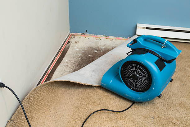 Best Sewage cleanup and water damage restoration  in Detroit Beach, MI